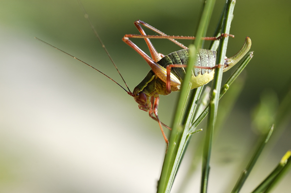 Barbitistes serricauda ??